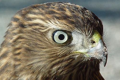 Juvenile red-tailed hawk