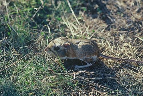 Stephens’ kangaroo rat