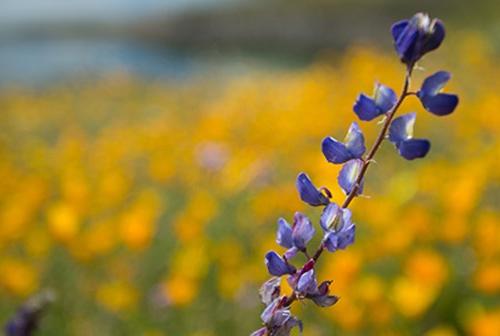 Arroyo Lupine